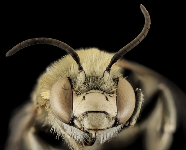bee-anthophora-montana-macro-pollinator.jpg